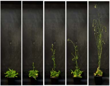 New system to modulate the degree of silencing of a gene of interest in plants