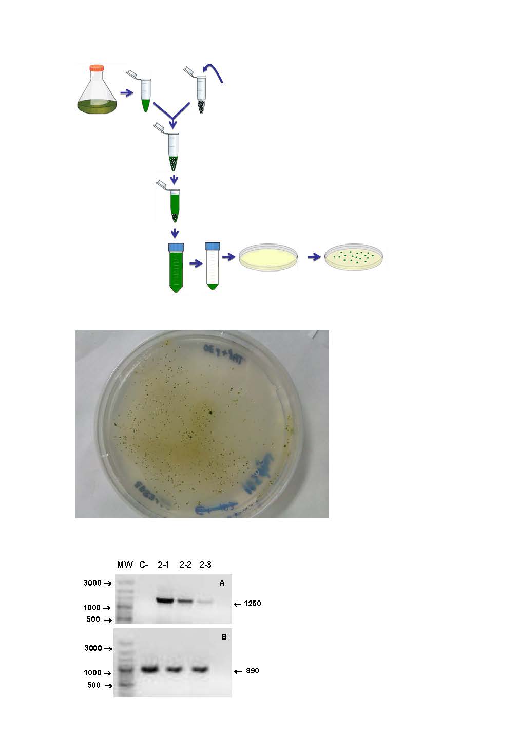 New procedure for the genetic transformation of plant cells and kit for carrying out said method