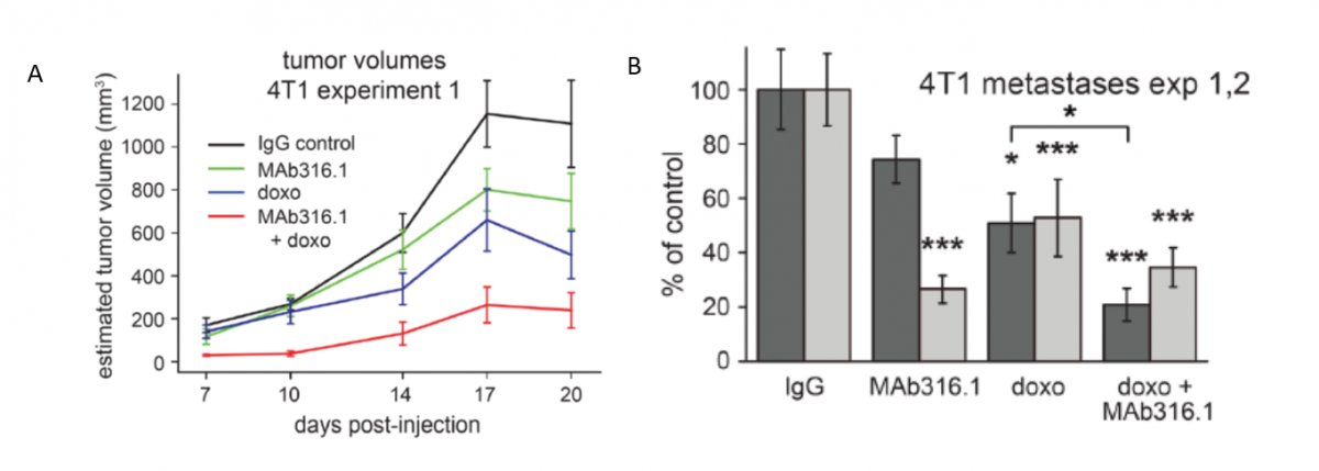 Anti-QSOX1 Antibody for Treating Cancer and Metastasis