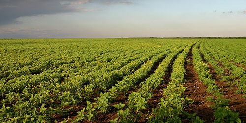 Seeking technology for controlling weeds in potato fields