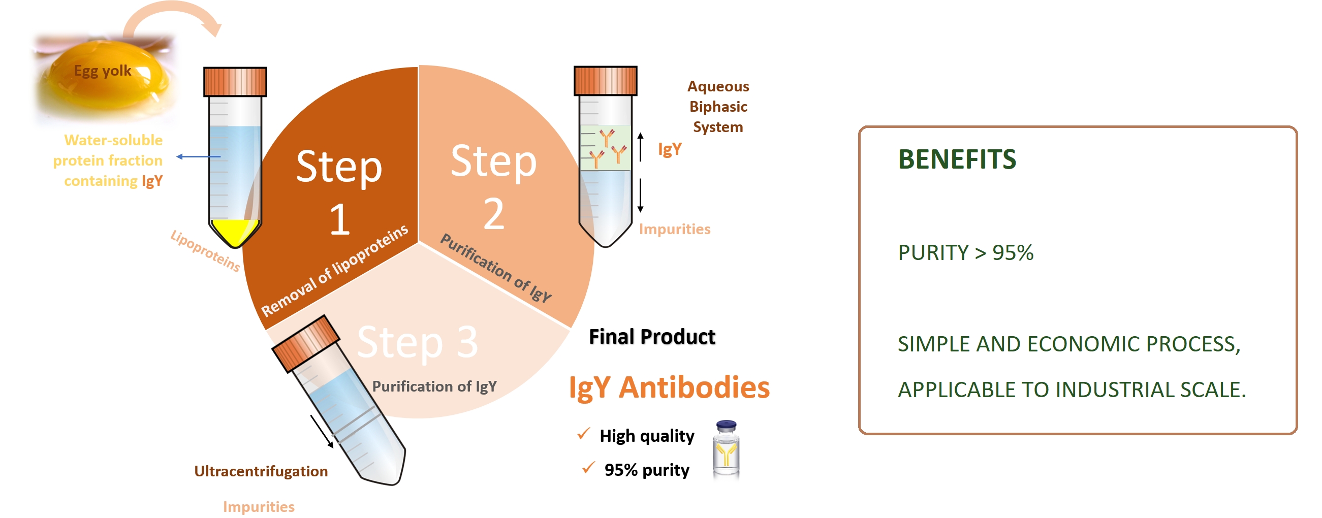 Immunoglobulin Y Purification, Its Products And Uses