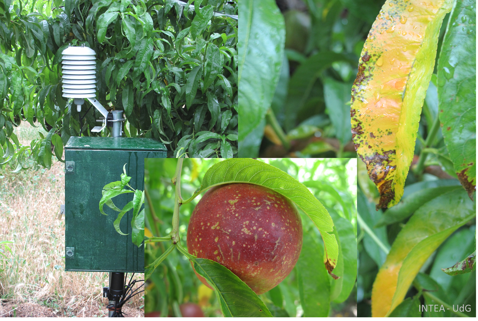 Application of bio-peptides guided by an infection-prediction system for the management of bacterial diseases in fruit trees (SUMA[…]
