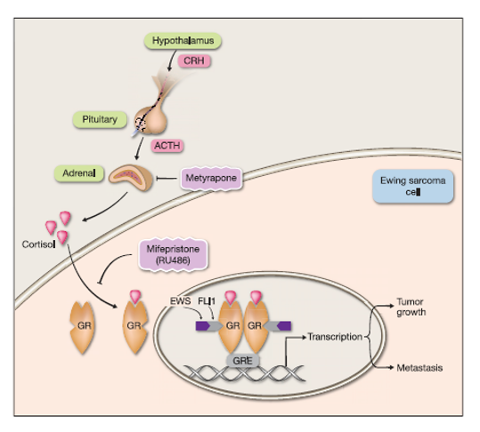 Treatment for Ewing Sarcoma Using ETS Proteins