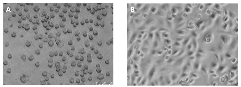 Antibacterial Agent for Healthcare Applications
