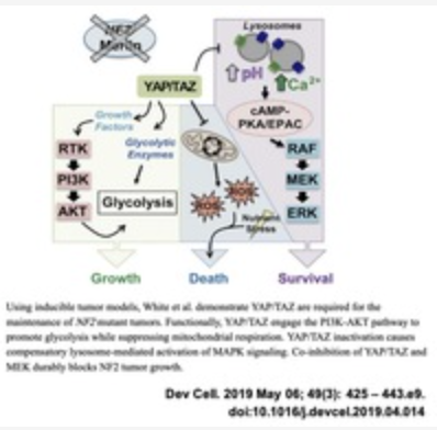 YAP/TAZ inhibitors for cancer.