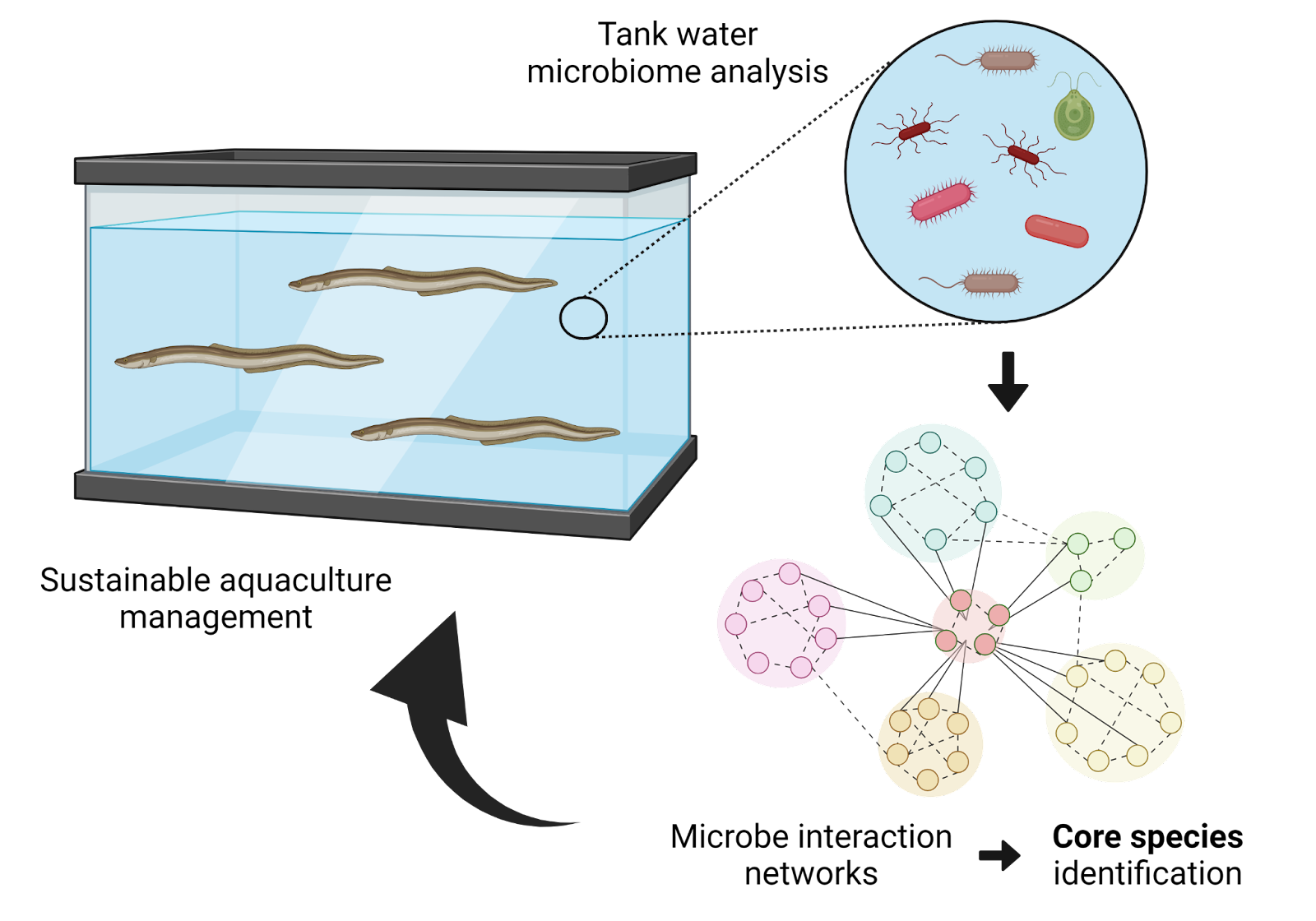 Microbial networks for sustainable aquaculture