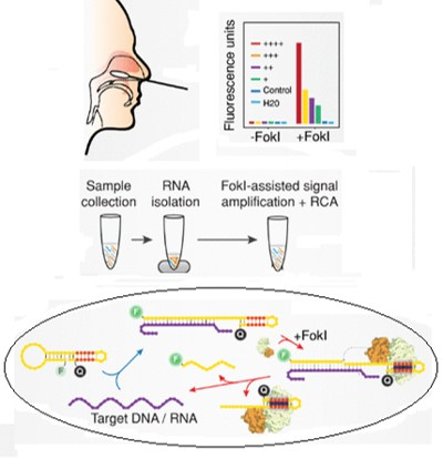 Enhanced detection of ssRNA viruses by FokI-assisted digestion
